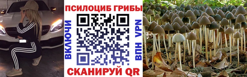 Галлюциногенные грибы Psilocybe  Купить  Шали 